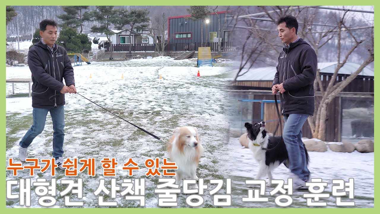 누구나 쉽게 줄당기는 대형견 산책 시키는 훈련 방법 알려 드려요 (Eng cc. Large dog that anyone can easily pull on a leash.)