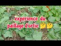 Test du paillage dortie