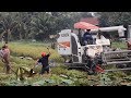 People Catching Fish While Rice Cutting By Machine