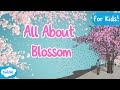 Blossom Quiz
