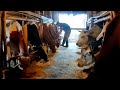 Вечерняя дойка коров Работа на ферме Farmhouse Rimši Evening Milking Of Cows Farm Work Вечерняя дойка коров Работа на ферме Farmhouse Rimši Evening Milking Of Cows Farm Work