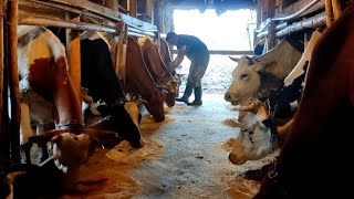 Вечерняя дойка коров🐄/Работа на ферме/Farmhouse Rimši🏡Evening milking of cows/Farm work