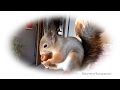 Baby squirrel Noble.. Бельчонок Ноби. Пора подкрепиться! 手工蛋白質