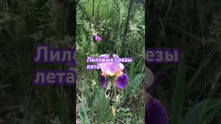 Фонтаны ультраФио-ЛЕТА!!!