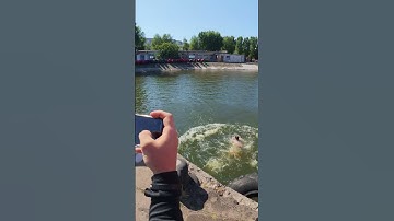 Double front flip fail