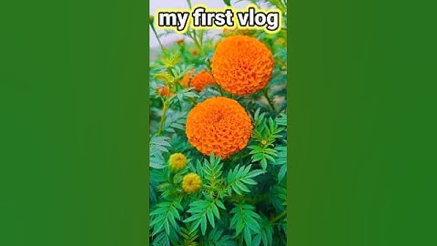 my first vlog#myfirstvlog #mychannel #my_first_vlog #my_first_vlog_on_youtube #youtubeshort #