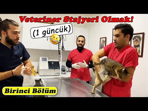 KEDİYİ KAÇIRDI! 😂 Bir Günlüğüne Stajyerim Oldular! PART.1 #inanoğlu