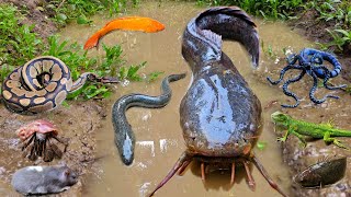 Seru Menangkap Ikan Lele Besar Dalam Lubang, Ikan Gabus, Ikan Hias, Belut, Kura Kura, Katak