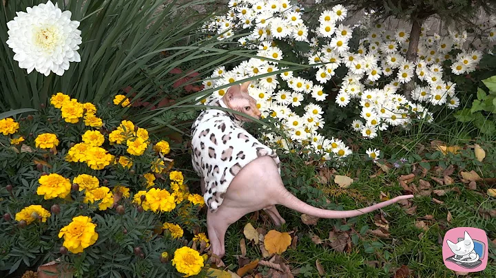 Watch the video about Funny Sphynx cat Casper composes haiku surrounded by white chrysanthemums