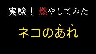 実験！ネコのあれ、猫の砂（木質ペレット）を燃やしてみた！庭で焚火！