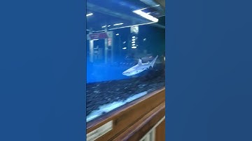 ikan hiu kecil dalam akuarium besar#shorts
