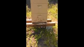 Swarm or orientation flights