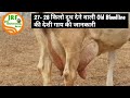 👍(27-28 किलो) दूध देने वाली- #Old #Bloodline की #Harayana देशी गाय की जानकारी.👍