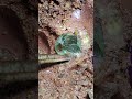 Full video on homepage#gems  #agate#crystal#gold#Gems#diamonds#gold mines#emeralds #pearl