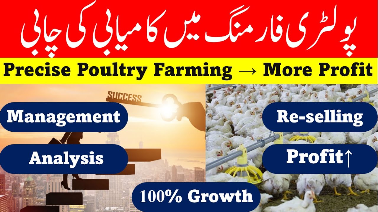 Precise Farming leads More Profit in Poultry Farming How to earn