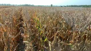 DKC65-95RIB harvest (Wathena, KS 9.29.20)