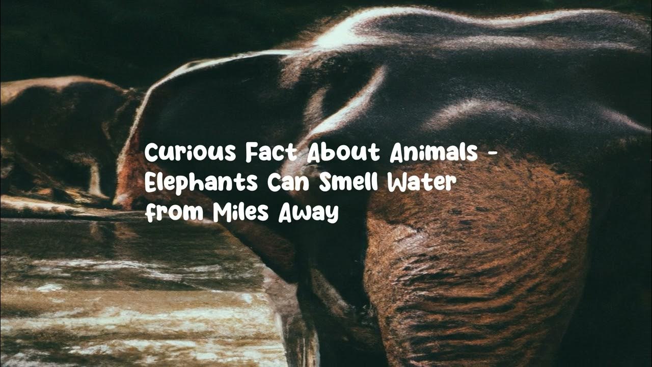 Curious Fact About Animals Elephants Can Smell Water from Miles Away
