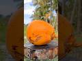 Watch This Coconut | Cutting Skills