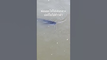 บอกไปกลางบ่อก็ไป เชื่องจริงๆ 💦🦈 #เกษตรอินทรีย์ #โคกหนองนา #ผักปลอดสารพิษ #ปลาน้ำจืด #ปลาค้าว 🥰