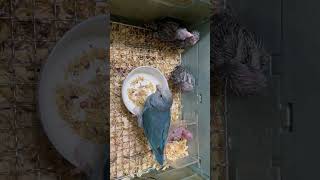 Pacific Parrotlets/太平洋鸚鵡  輕鬆教會幼鳥學吃