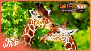 Download Lagu Exposing The Silent Extinction of Giraffes | Carter's WAR MP3