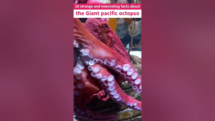 top 10 Giant pacific octopus facts #shorts