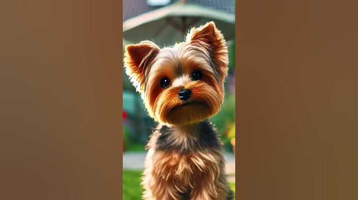 Uma Aventura na casa do filho do Papai! 🌊🐾em Florianópolis,