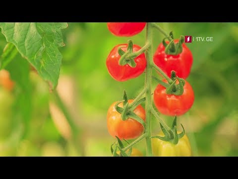 15 აპრილს, 12:15 საათზე - „ფერმა\"