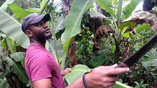 Malavounie Mayotte 2017