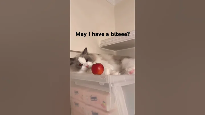 Watch the video about Are you the Apple of my eye? 😍#cat #cute #ragdoll #funny #hongkong #tempo #apple #kawaii #lazy