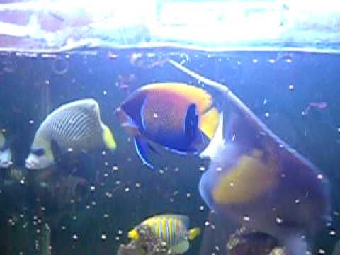 majestic angelfish youtube