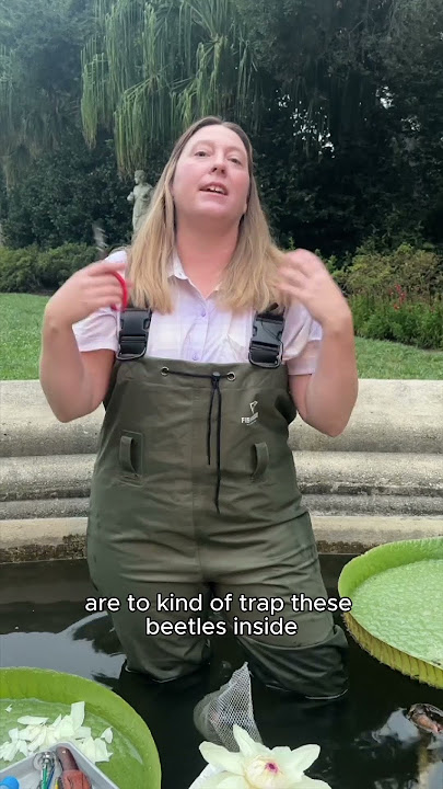 Water Lily Pollination