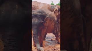  Visit Elephant Retreat Chiang Mai Where Rescued Elephants Roam Free  ethicaltourism