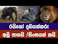 රයිනෝ දඩයක්කරු- අලි පාගයි / සිංහයන් කයි