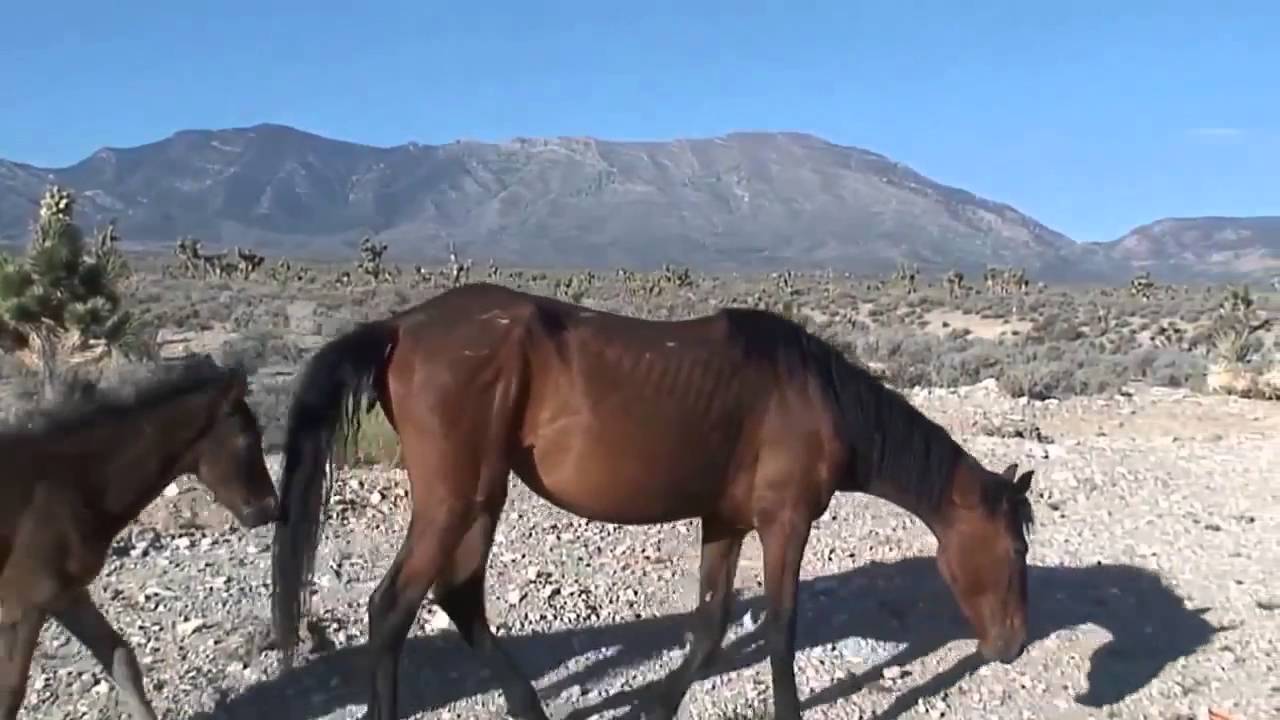 Candi Marshall  | Simply Vegas / Las Vegas Realtor | Living in Las Vegas