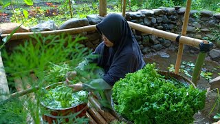 part #1 Panen selada, bikin salad sunda premium | Hidup di Desa masak kentang panggang dan karedok