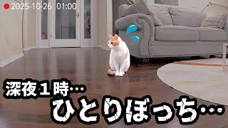 A spoiled cat is anxious because his owner hasn't returned home in