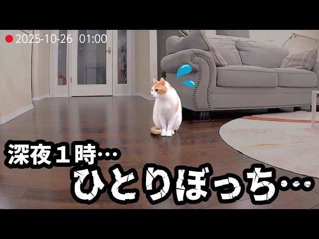 にゃんち様 リクエスト品 A spoiled cat is anxious because his owner hasn't returned home in