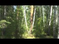 Западная Сибирь, природа. Лес, грибы.