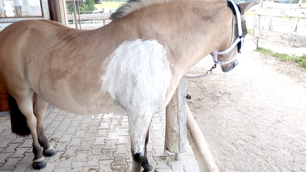 Pferd Lahmt Vorne Rechts Ohne Schwellung