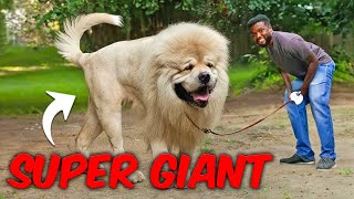 Top 10 Largest Dog Breeds in the World  Big Dogs Revealed