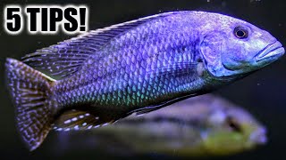 Avoid These 5 Problems With African Cichlids