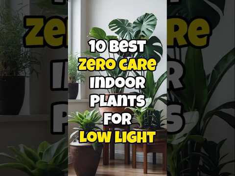 Best low light
