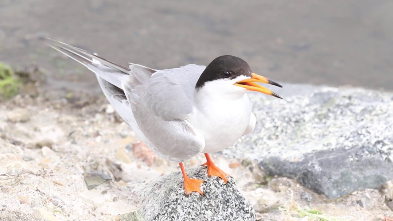 Forster's Tern Calling 