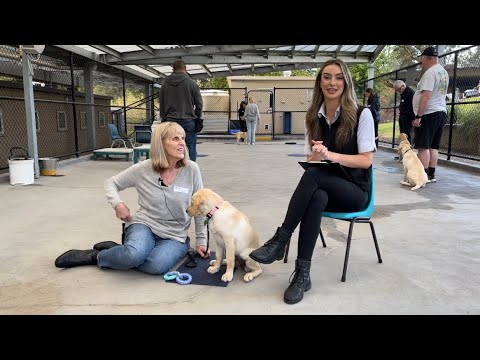 Video: Adorable Kucēni atradās šodienas izstādē Starptautiskajai rokasgrāmatai 