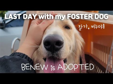 평생 가족 품으로 ✈️ 잘가, 비누야! 행복하자! Ending my fostering 👋🏻