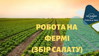 Робота в Чехії: РОБОТА НА ФЕРМІ ( ЗБІР САЛАТУ ).