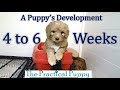 Watching Puppy Grow from 4 to 6 Weeks