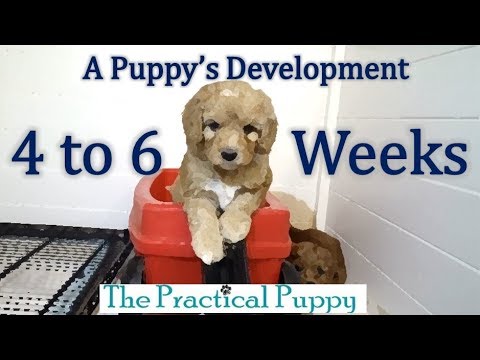 วีดีโอ: Your Puppy: จะเกิดอะไรขึ้นในช่วง 4 ถึง 6 เดือน