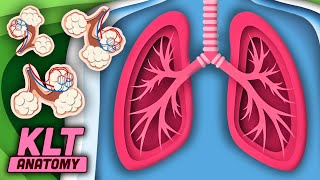 We Are Your Lungs | KLT Anatomy